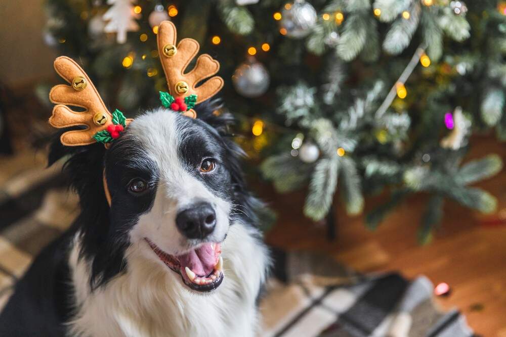 atalanda - Tiere Weihnachten - 3 zu 2 - freepik.jpg