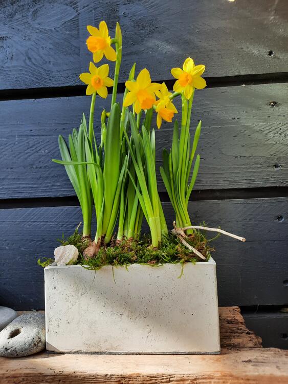 SALE* Blumen/Käuter-Topf * Rechteckig *