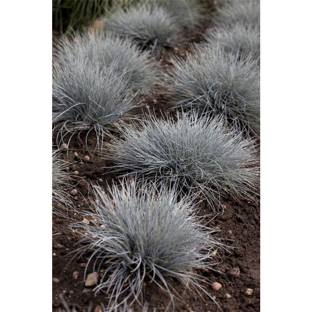 Blumen Eber Blau - Festuca Glauca Eisvogel, Schwingel, Im Topf 11 Cm - Festuca Glauca Eisvogel, Schwingel, Im Topf 11 Cm - 11 Cm
