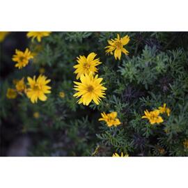 Pflanzen Blumen Eber