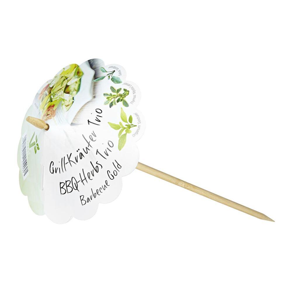 Blumen Eber - Kräuter-Trio Barbecue Gold Mix, Salbei, Thymian, Oregano - Kräuter-Trio-Pflanze im Topf 12 cm - 13cm