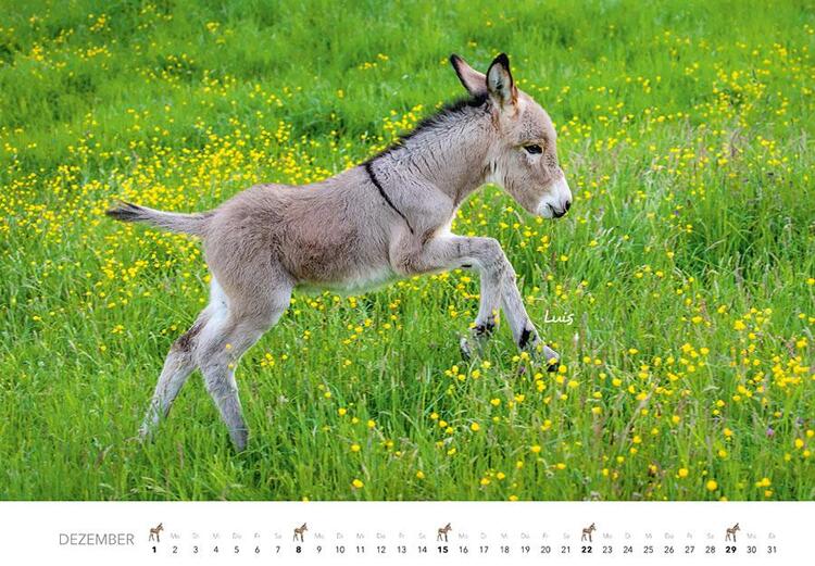 Tierkinder auf dem | 2024 Kalender Klein Lokalhelden | Bauernhof Monheimer