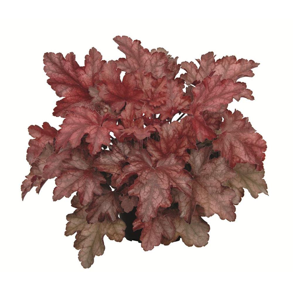 Blumen Eber - Heuchera Chateau Rouge - Purpurglöckchen Chateau Rouge im Topf 12 cm - 12cm