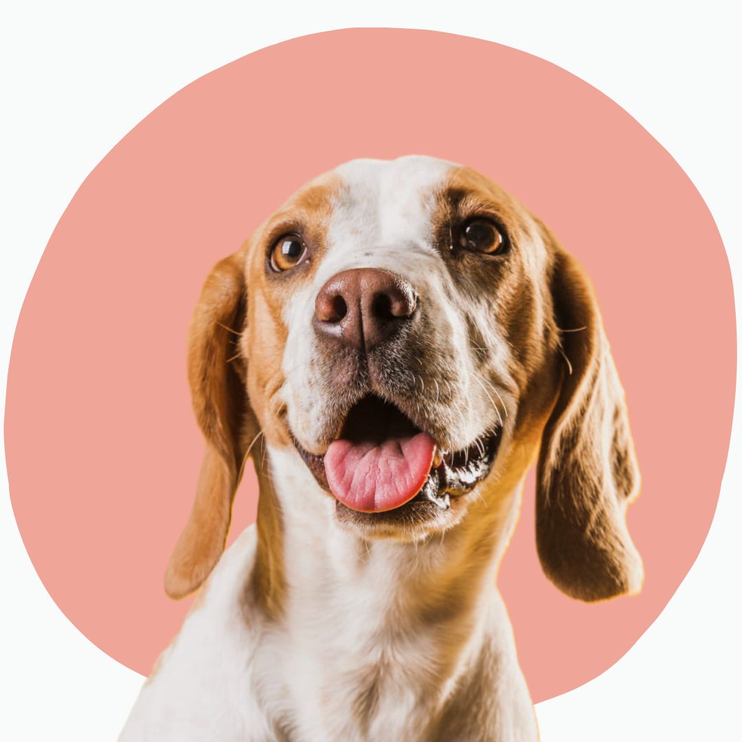 FOTOS Icons atalanda -square - Tiere - freepik und Canva.jpg