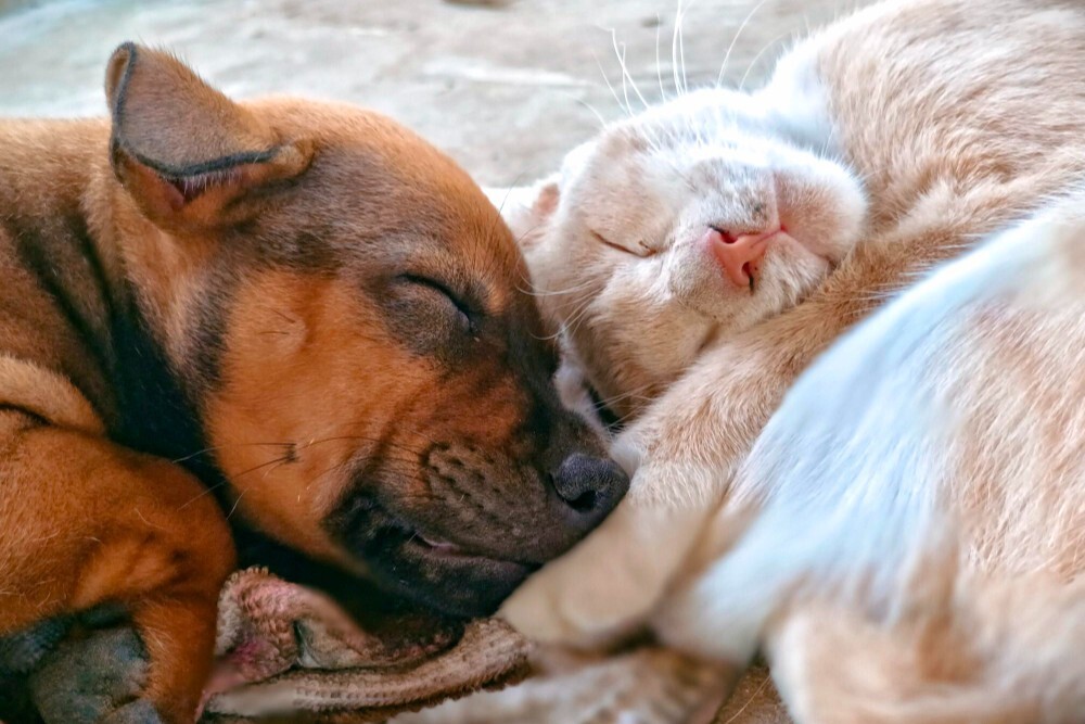 Hund und Katze - 2 zu 3 - freepik.jpg