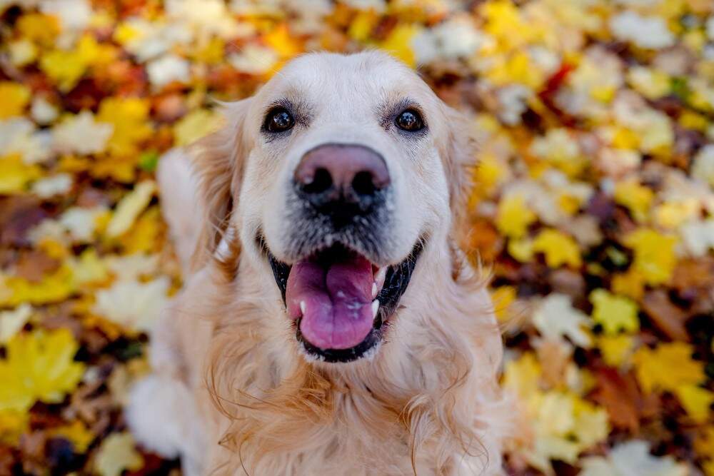 atalanda - Tiere Herbst - 3 zu 2 - freepik.jpg