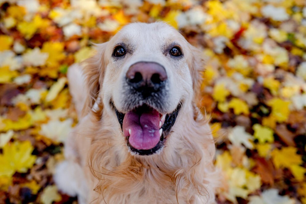 atalanda - Tiere Herbst - 3 zu 2 - freepik.jpg