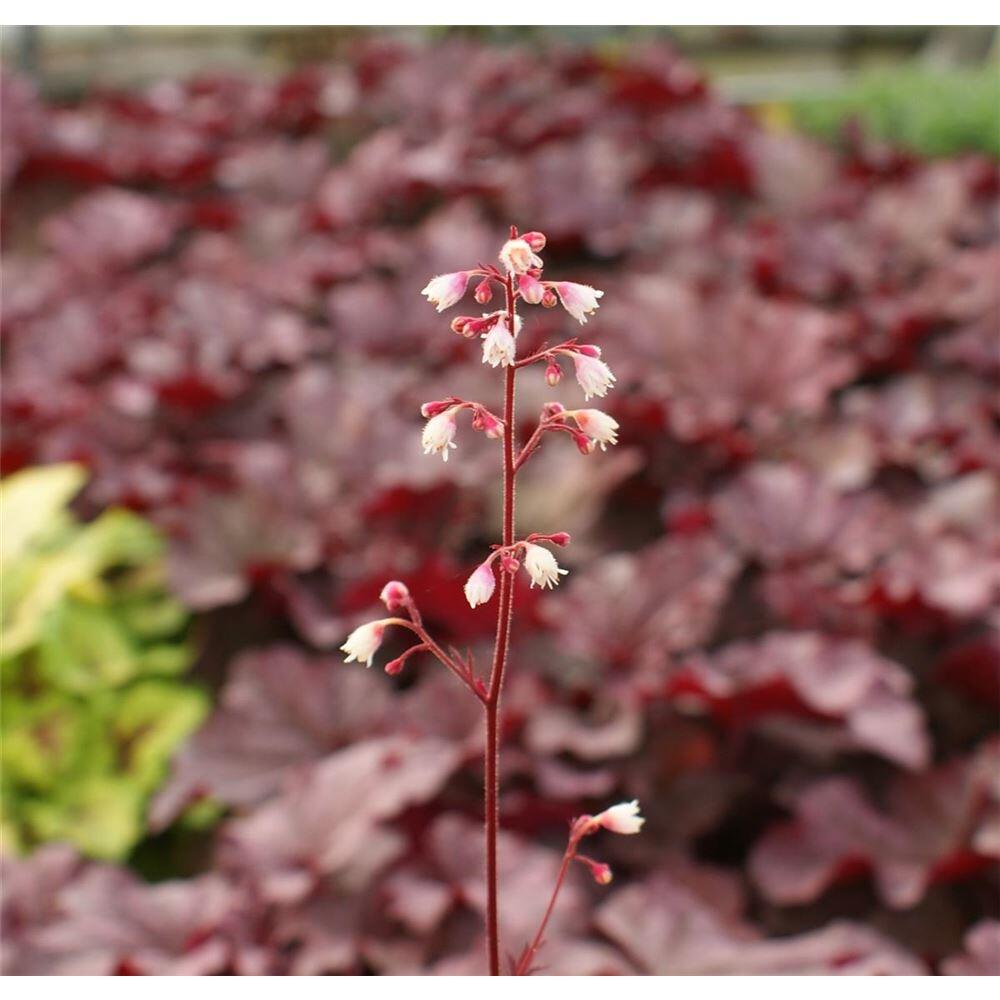 Blumen Eber - Heuchera Berry Smoothie - Rotlaubiges Purpurglöckchen, winterhart, im Topf 12 cm - 12 cm
