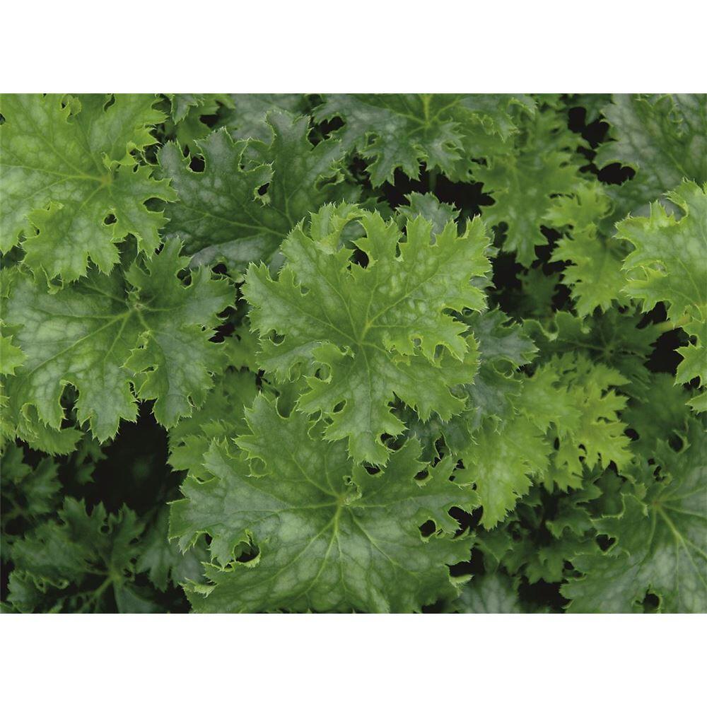 Blumen Eber - Heuchera Apple Crisp - Purpurglöckchen Apple Crisp im Topf 12 cm - 12cm