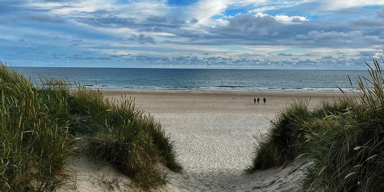 Vogelkiek an der Salzwiese