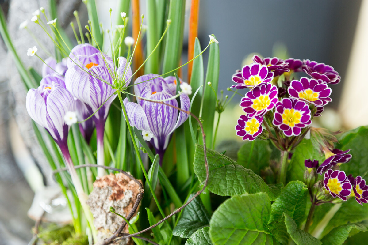 Blumenschmuck für den Frühling und Ostern für den Garten und die Terrasse 