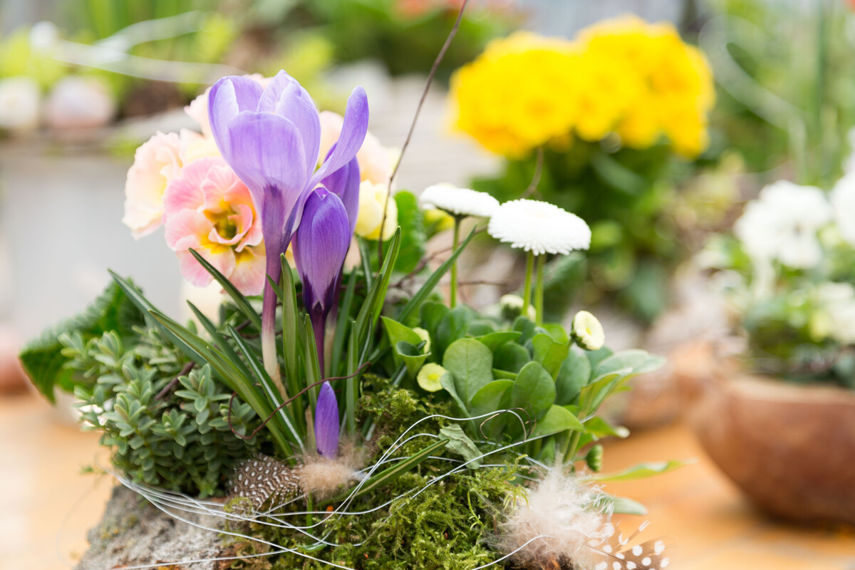 Blumenschmuck für den Frühling und Ostern für den Garten und die Terrasse 