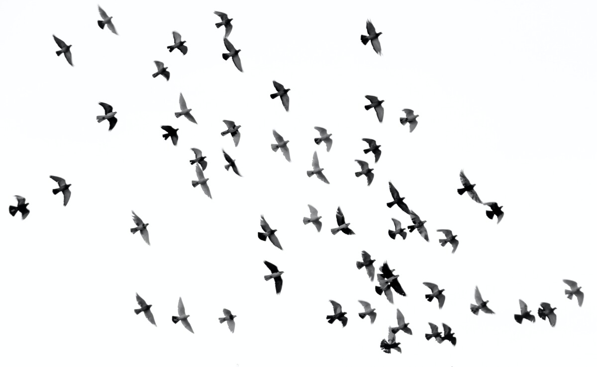 Führung: Vögel beobachten im Beltringharder Koog