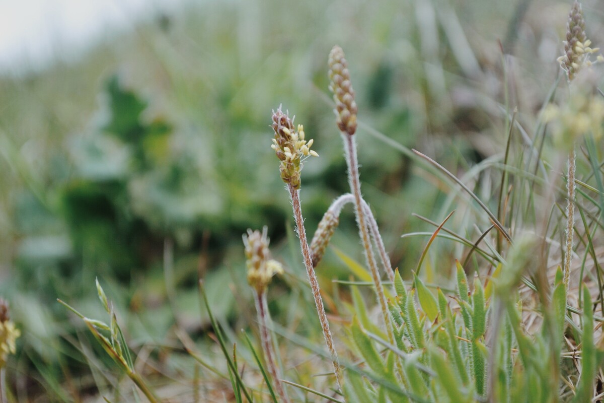 Wildkräuter auf Föhr – Natur entdecken & genießen