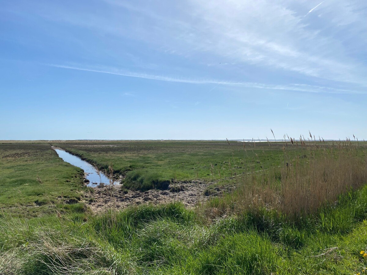 Wildkräuter auf Föhr – Natur entdecken & genießen