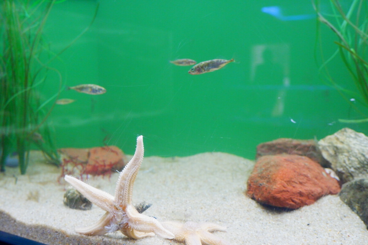 Fütterung der Aquarientiere im Nationalpark-Haus