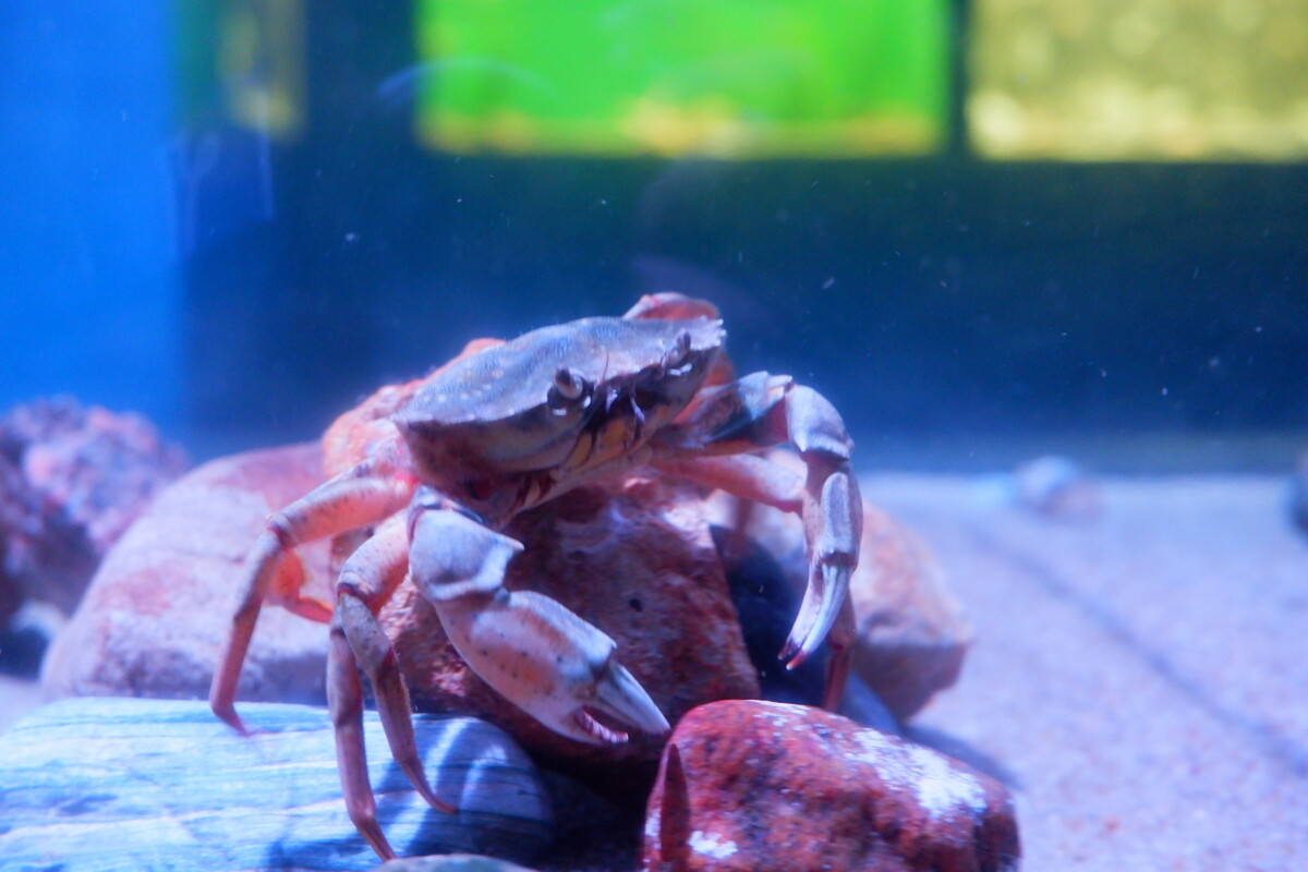 Fütterung der Aquarientiere im Nationalpark-Haus