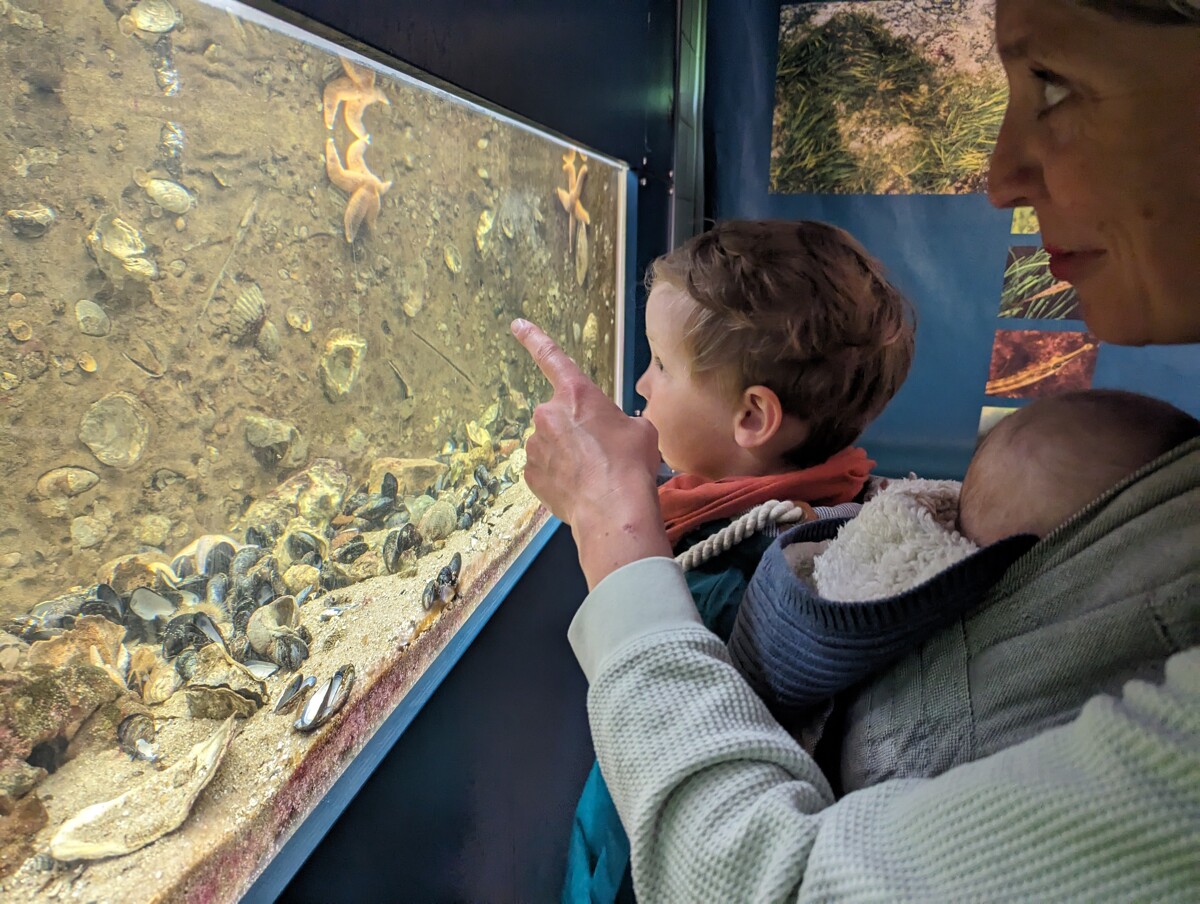 Fütterung der Aquarientiere im Nationalpark-Haus