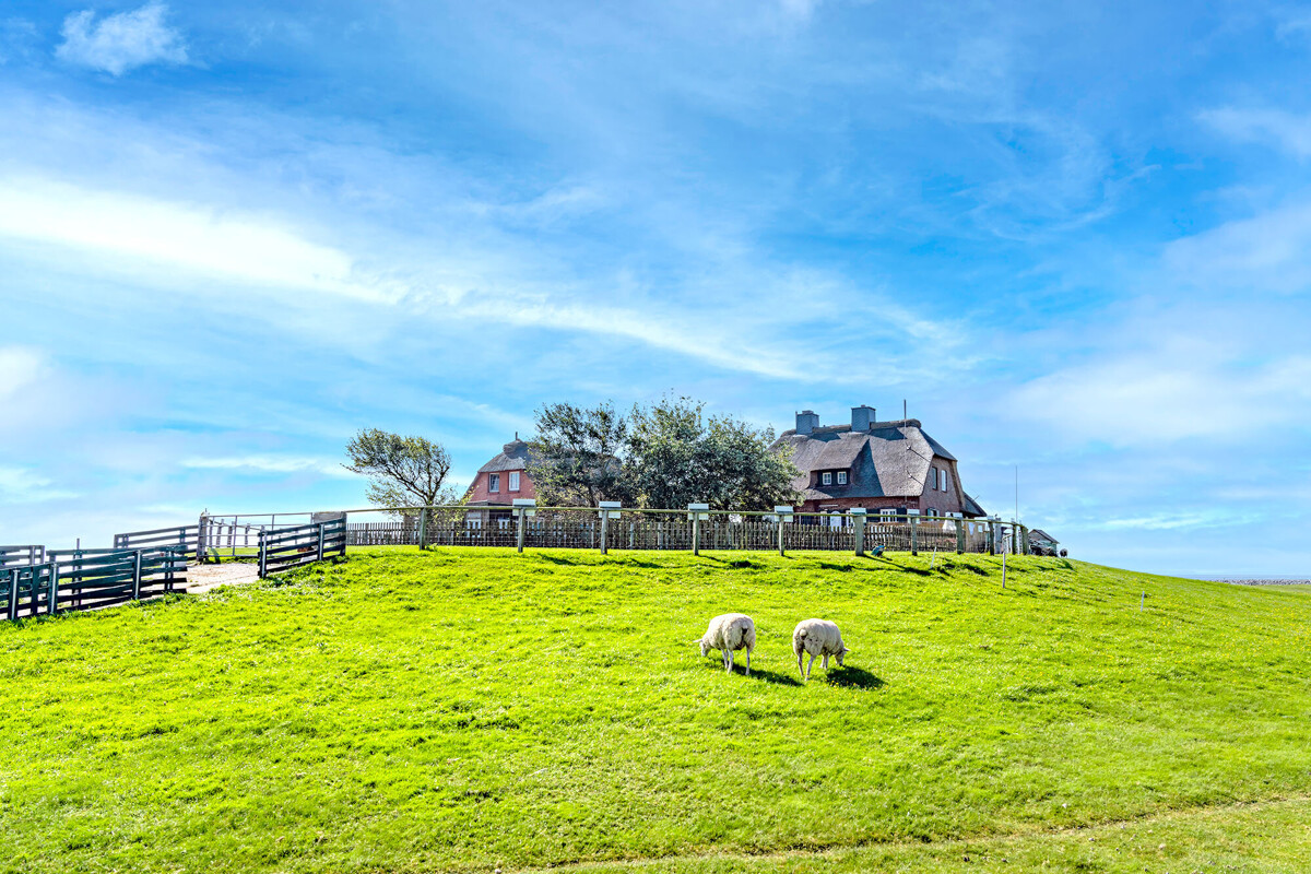Wattwanderung zur Hallig Südfall