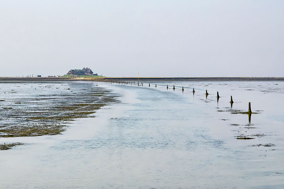 Wattwanderung zur Hallig Südfall