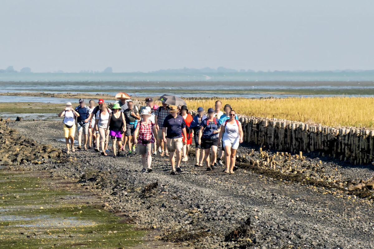 Wattwanderung zur Hallig Südfall