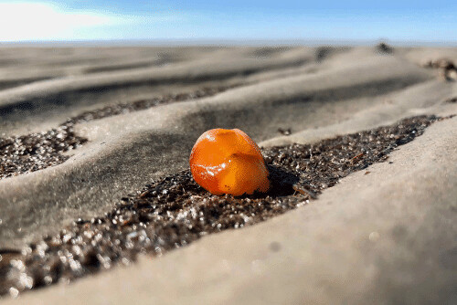 Workshop: Funde an Strand und Spülsaum mit Bernsteinschleifen