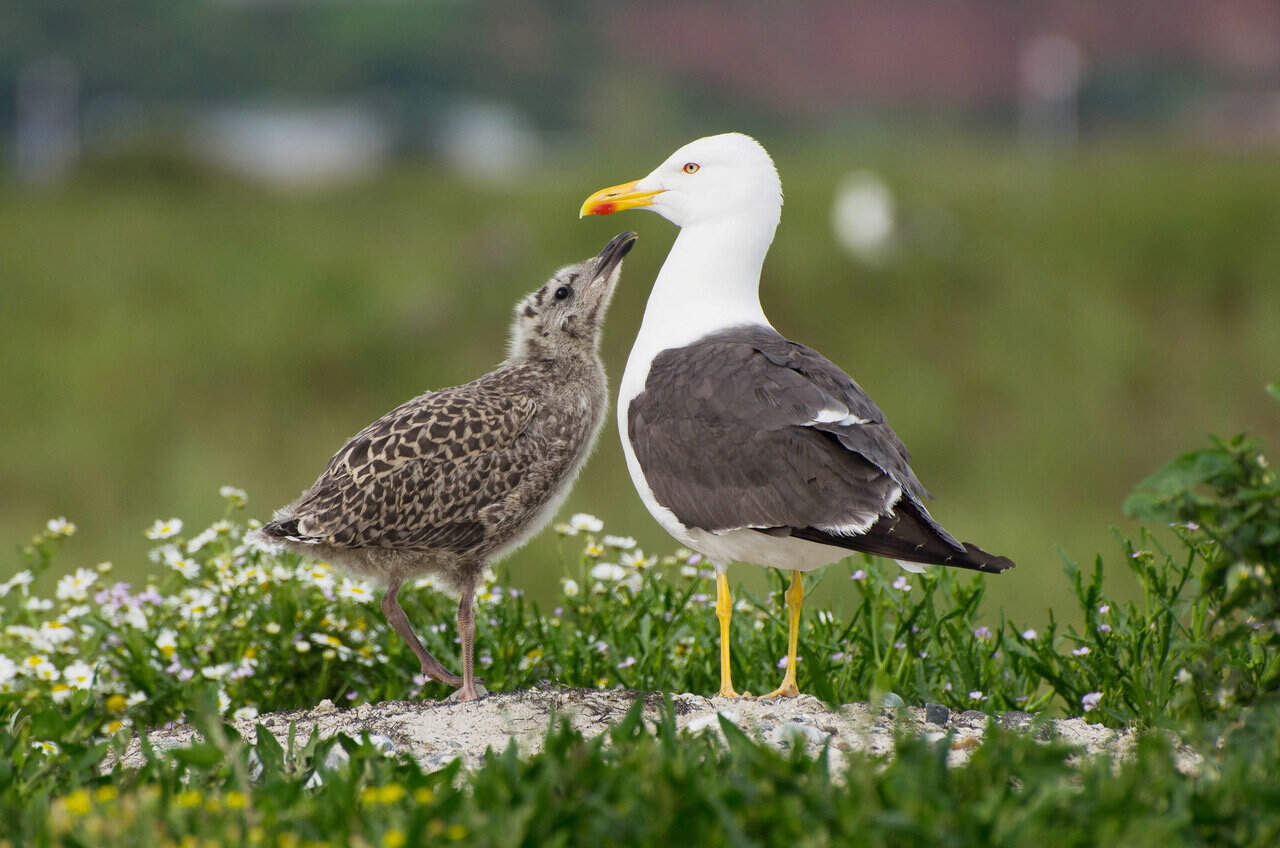 Vogelkundliche Führung