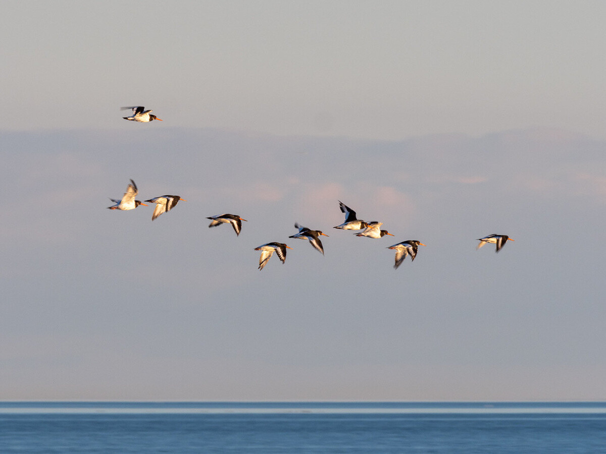 Vogelkundliche Führung