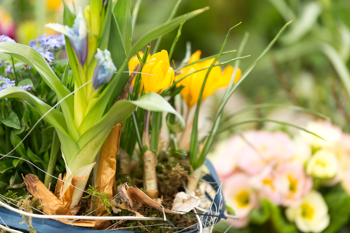 Frühlingskurs - Blumenschmuck für den Frühling und Ostern Outdoor