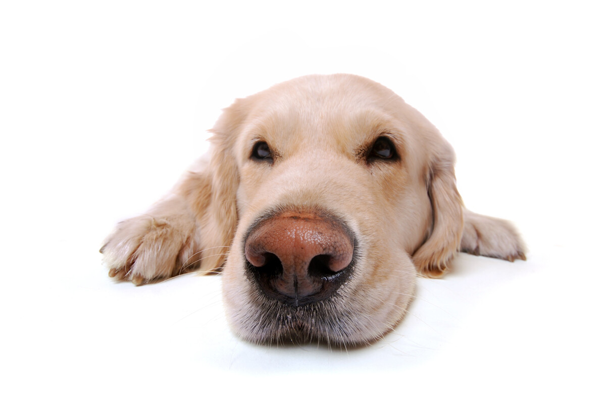 Hundeernährung - von BARF bis Trockenfutter