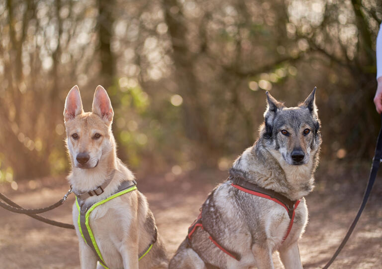 Pro Pet Haustierservice Monheim