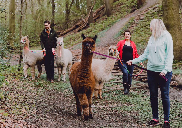 Königs Alpakas Bochum