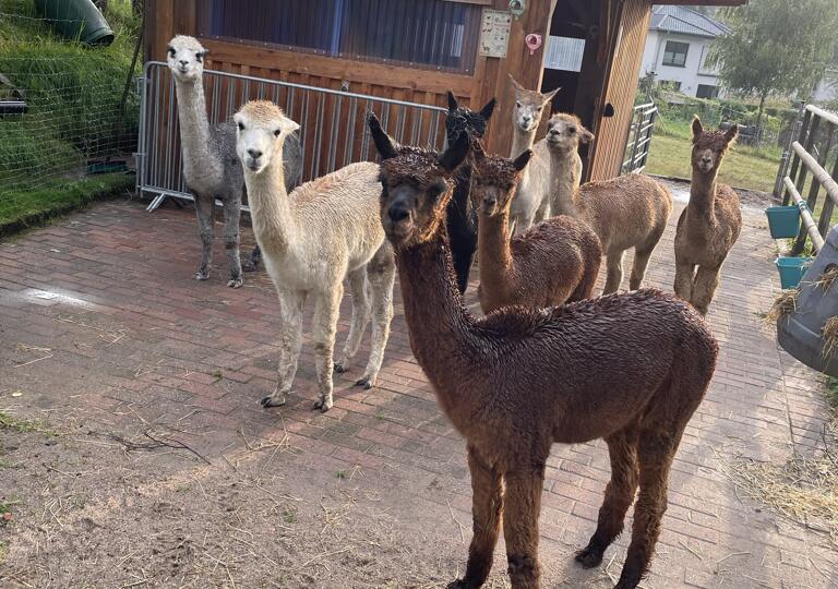 Königs Alpakas Bochum