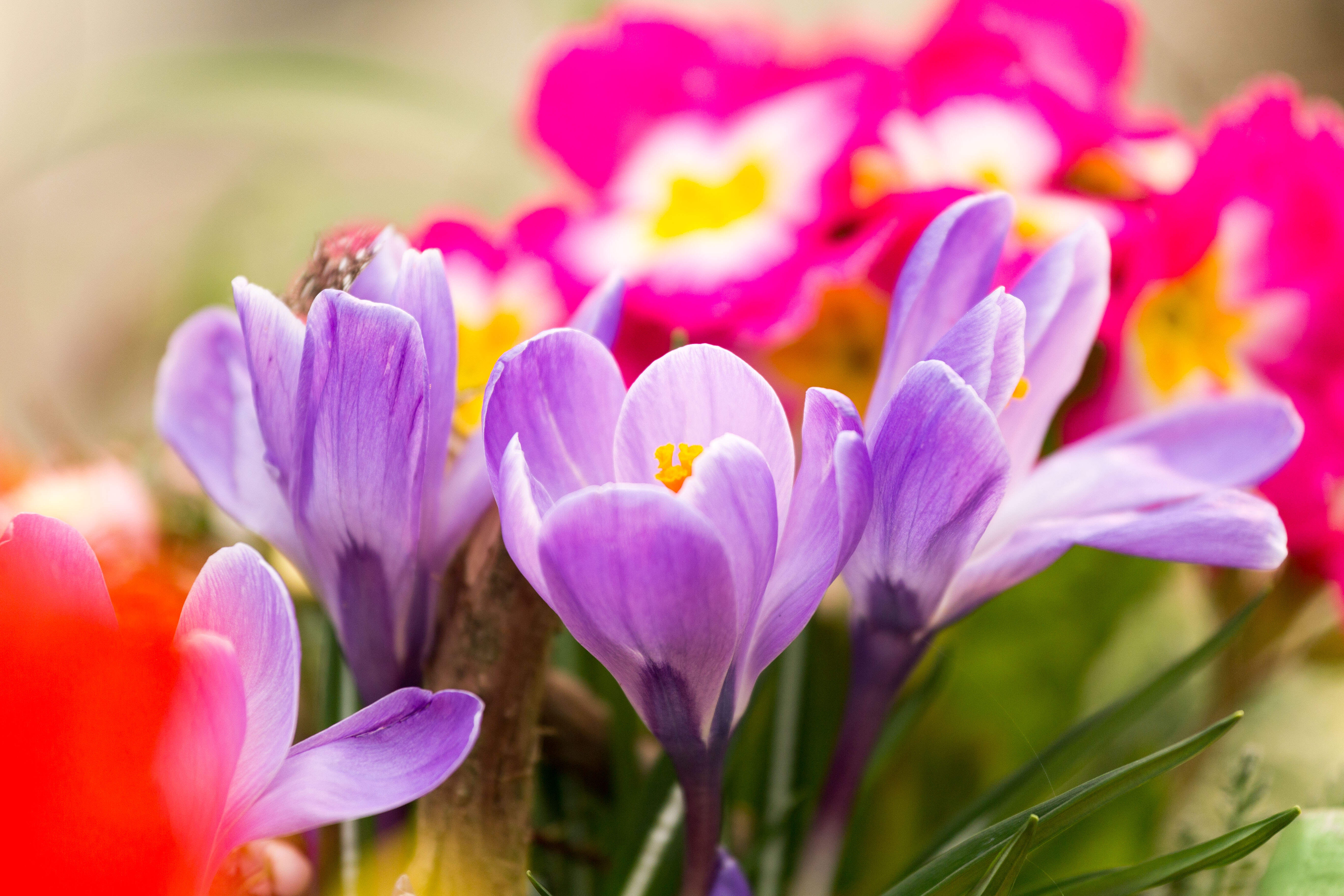 Blumen Eber Gundelfingen Birkenried