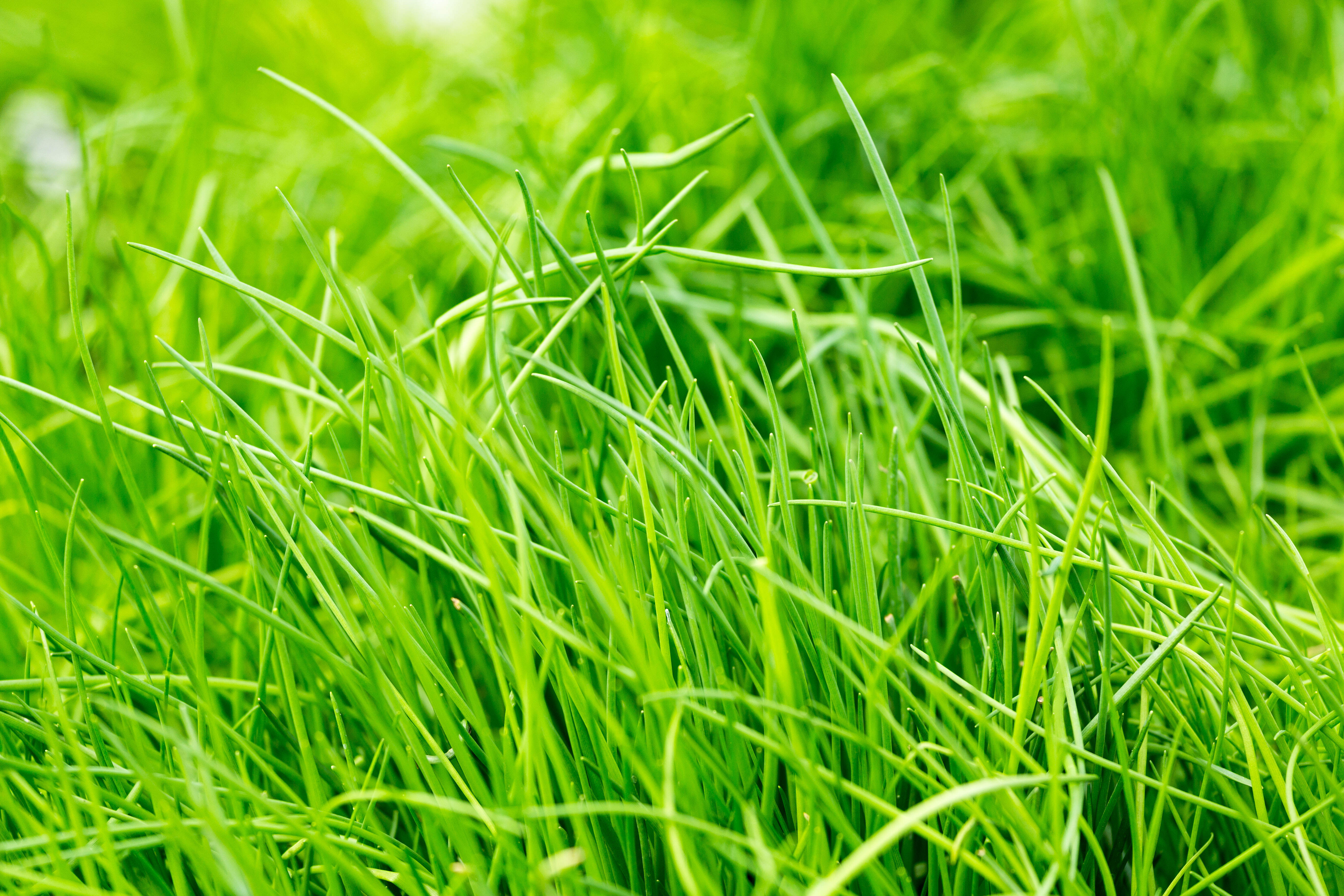 Blumen Eber Gundelfingen Birkenried
