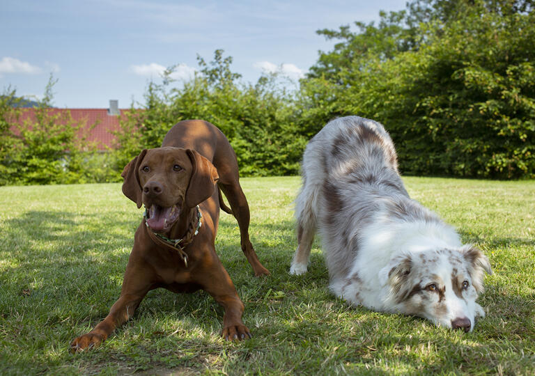 Hundepunkt Alfeld (Leine)