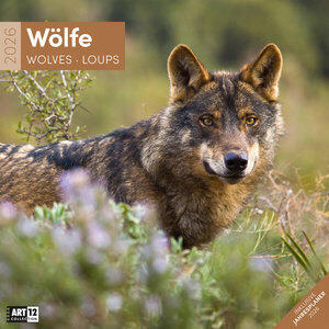 Wölfe Kalender 2026 Dimensions (B/H) : 30 x 30 cm, calendrier sous forme de brochure, Dt/engl/frz/ital, Art 12 Collection