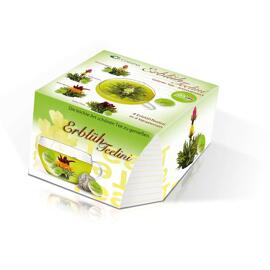 Tea & Infusions Gift Giving Tea gifts Green tea