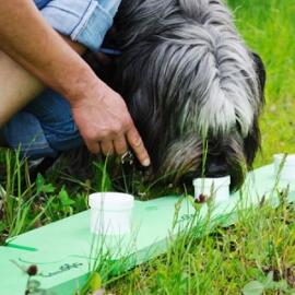 Pet Training Clickers & Treat Dispensers Leroi