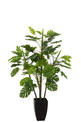 philodendron mamei vermehren Philodendron mamei  Kriechender Philodendron mit silbrigen Sprenkeln
