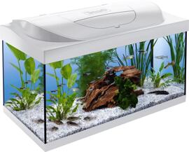 Fish Supplies Tetra