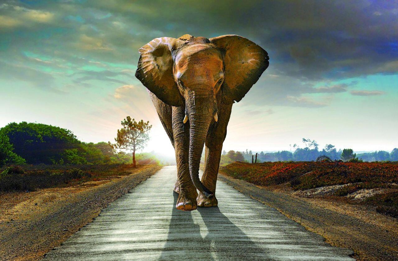 Deco-Canvas canvas print - Elephant 116 x 76 cm