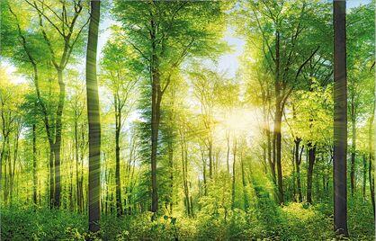 Deco-Canvas Picture - Forest 140 x 90 cm