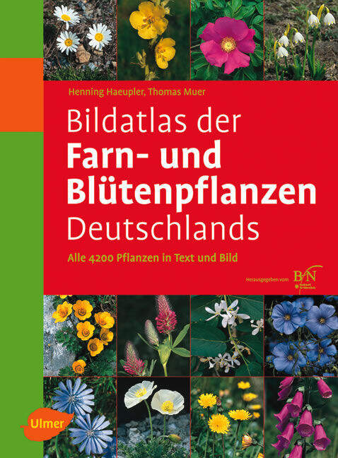 kirschlorbeer etna hecke Kirschlorbeer Etna (Prunus laurocerasus 'Etna') | 120-140 cm mit  Wurzelballen