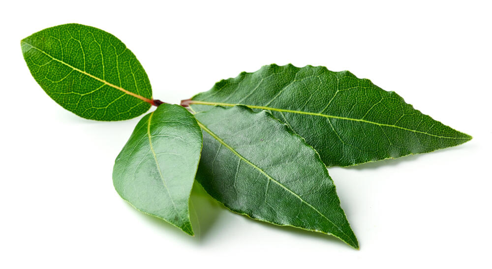 Herbs bay leaf