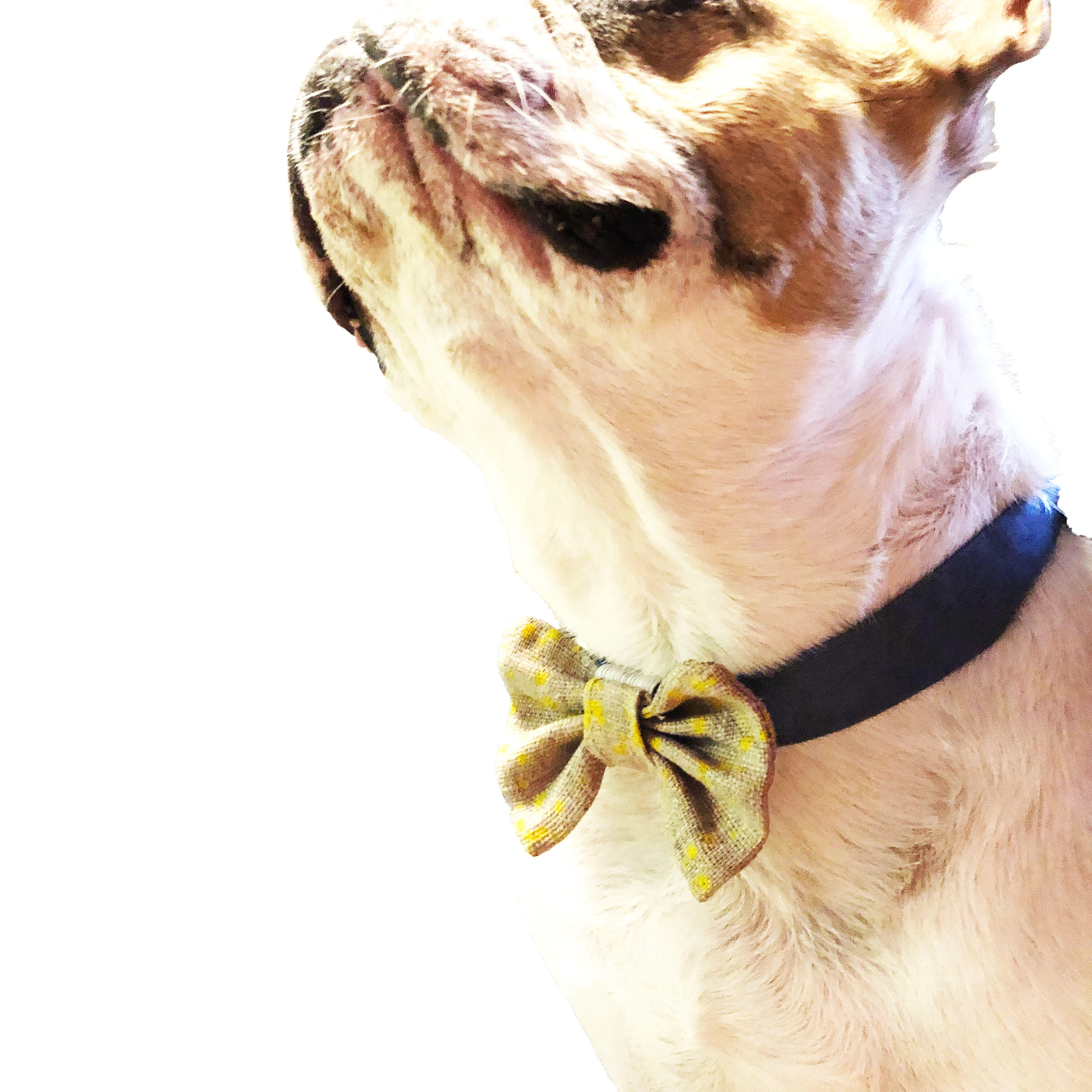 Decorative bow tie for the dog 