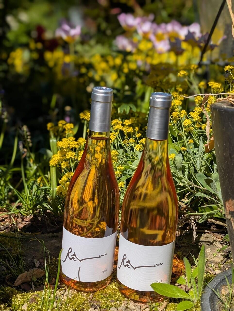 Rêves rosé IGP Côtes Catalanes 2024 75cl  promo : 10+ 2 bouteilles offertes