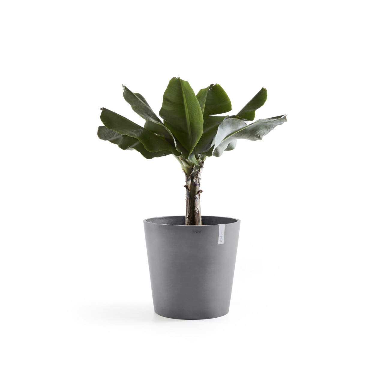 Ecopots Pflanztopf Amsterdam  50 x 43,8 cm grau | Letzshop