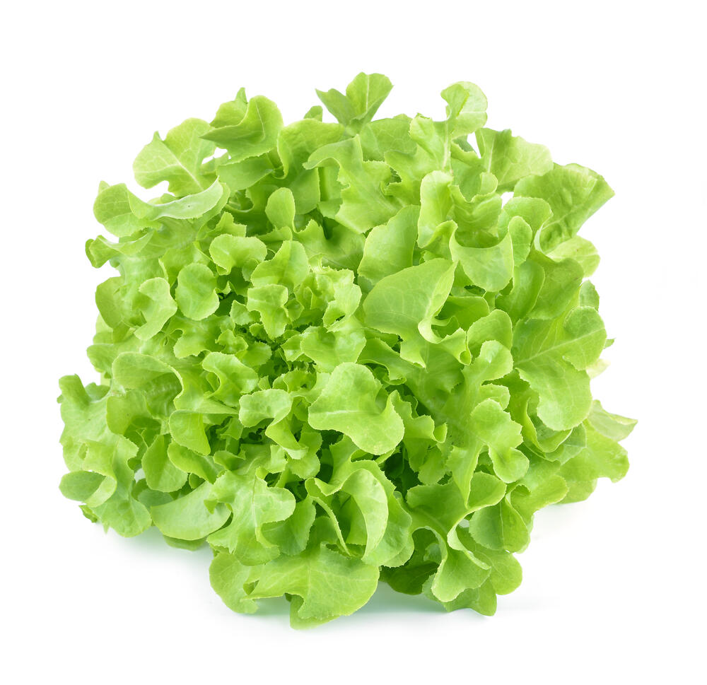Lettuce Oak Leaf Green