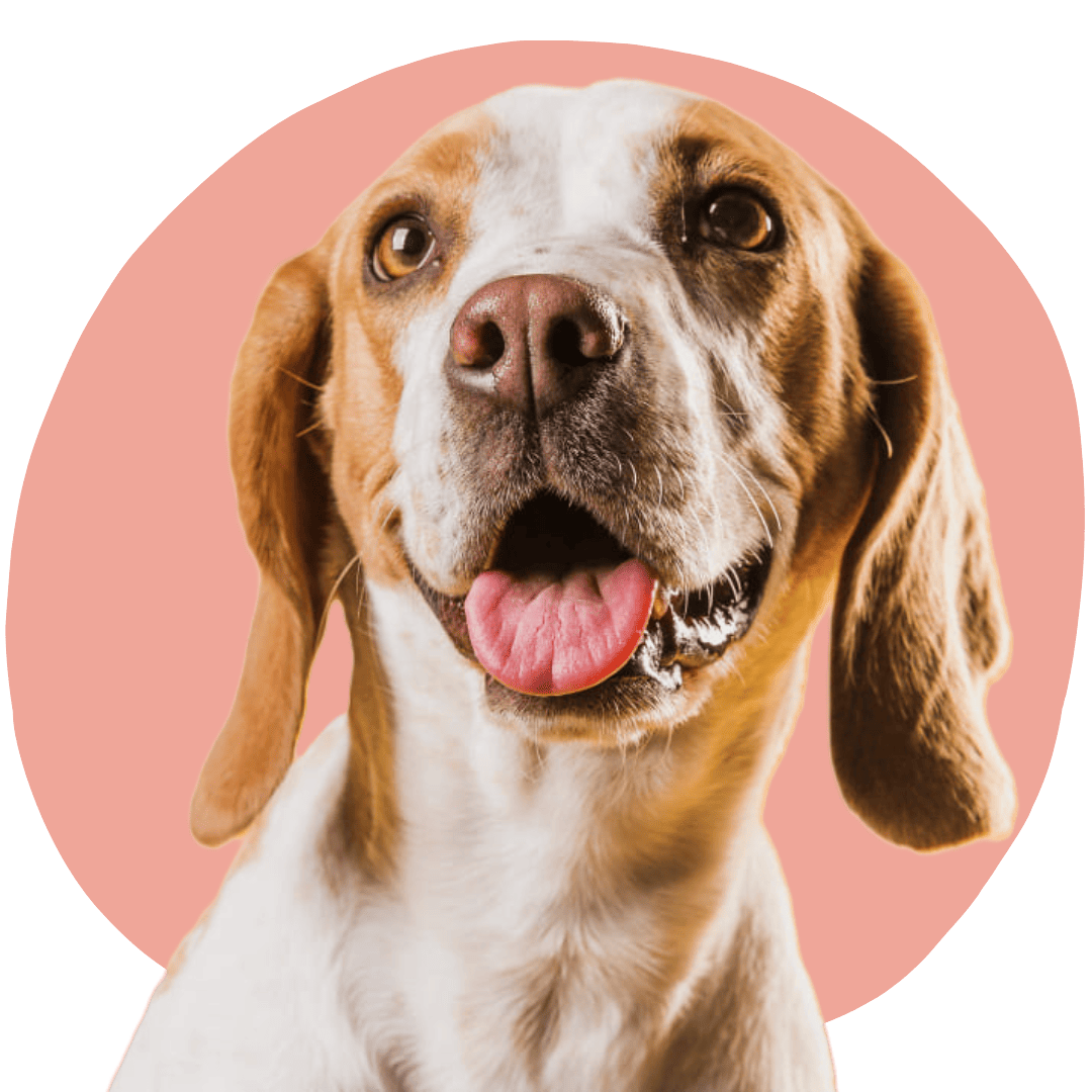 icon-haustier-final.png